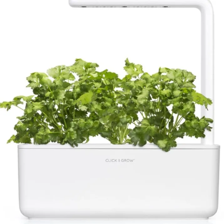 Click and Grow koriander - 3 stk
