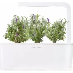 Click and Grow lavendel - 3 stk