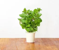 Click and Grow pebermynte - 3 stk