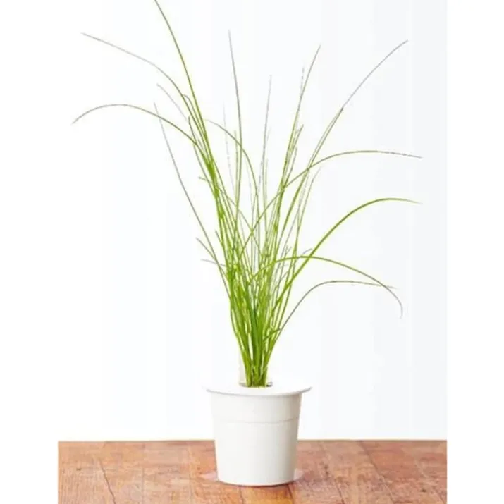 Click and Grow purløg - 3 stk
