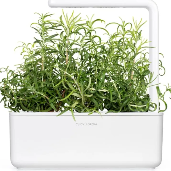 Click and Grow rosmarin - 3 stk