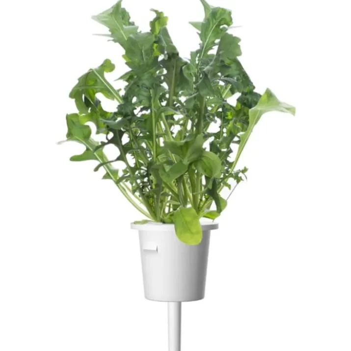 Click and Grow rucola - 3 stk