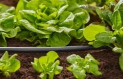 Gardena micro-drip hovedrør 13 mm 50 m